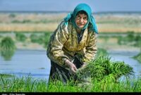 “ورشکستگی آبی ایران” بهای گزاف عدم اصلاح الگوی کشت