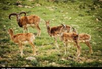 ماجرای گرفتار شدن 27 راس قوچ درون گودال + توضیحات محیط زیست