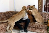 حیوانات وحشی در خانه؛ تهدید پنهان در ویترین لاکچری نماها