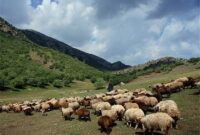 یک میلیون و 300 هزار دام غیرمجاز جان زاگرس را گرفته اند