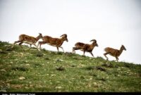 بومیان ذی نفعان و حافظان اصلی حیات وحش در قرق های خصوصی بومیان ذی نفعان و حافظان اصلی حیات وحش در قرق های خصوصی
