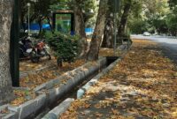 برگ ریزان پاییزی درختان تهران در تابستان به دلیل گرمای شدید و آلودگی هوا