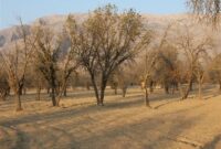 2برابر شدن گرمایش جهانی؛ هشدار درباره نابودی جنگل های بلوط زاگرس