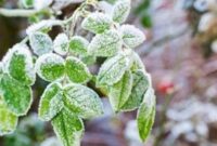 کاهش 10 درجه ای دما در تهران از شنبه