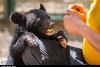 برنامه ریزی جدید برای کلینیک حیات وحش پردیسان/ گم شدن توله خرس و مرگ شیر تکرار نمی‌شود؟