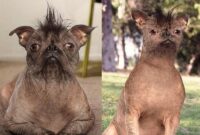 جراحی زیبایی حیوانات خانگی؛ اسباب‌بازی‌های لوکس بازار دامپزشکی