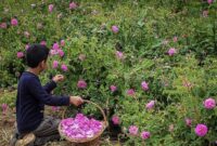 عربستان سعودی، گل محمدی ایران را به نام خود ثبت جهانی کرد عربستان سعودی، گل محمدی ایران را به نام خود ثبت جهانی کرد