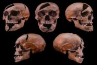 بررسی ژنتیکی، راز قتل دوک جوان را پس از ۷ قرن فاش کرد بررسی ژنتیکی، راز قتل دوک جوان را پس از ۷ قرن فاش کرد