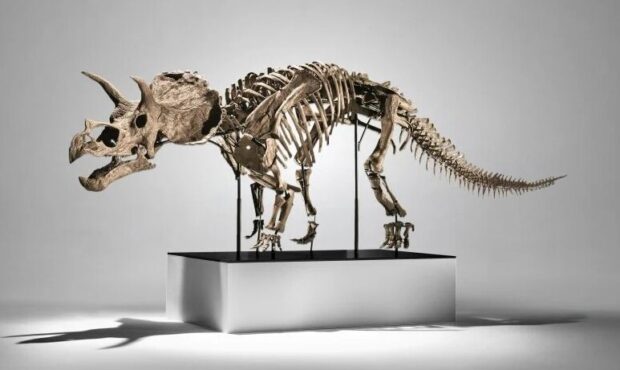 اسکلت دایناسور را ۵ میلیون دلار فروختند!