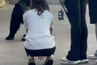 کار خطرناک یک زن برای غذا دادن و نوازش خرس در خیابان!