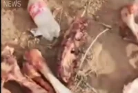 جزئیات تکاندهنده پرونده کشف ۳ تن گوشت الاغ در تهران جزئیات تکاندهنده پرونده کشف ۳ تن گوشت الاغ در تهران