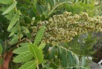 آمادهسازی ۳ پرونده طبیعی استان ایلام برای ثبت در فهرست آثار ملی آمادهسازی ۳ پرونده طبیعی استان ایلام برای ثبت در فهرست آثار ملی