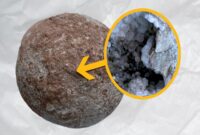 تخم دایناسور ۷۰ میلیون ساله جای بچه‌دایناسور، پر از بلور بود!