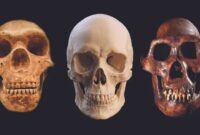 از «نئاندرتال»ها چه می‌دانید؟ – ایسنا