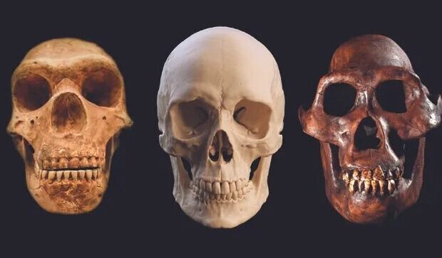 از «نئاندرتال»ها چه می‌دانید؟ – ایسنا