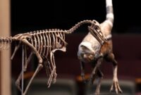 کشف دایناسوری اندازۀ کلاغ! – ایسنا