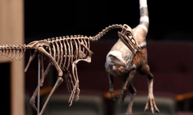 کشف دایناسوری اندازۀ کلاغ! – ایسنا