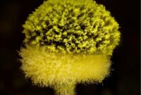 انفجار اتمی روی یک تکه چوب