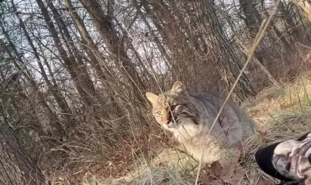 حمله نفس‌گیر سیاه‌گوش به شکارچی کمین کرده