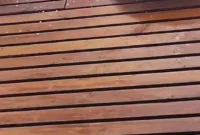 ایگوانای سرکش میز صبحانه را به هم ریخت