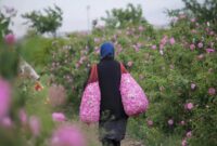 از گلابگیری تا پرسه زدن در دشتهای بهاری؛ اردیبهشت کجا برویم؟/ ۹ مقصد جذاب برای سفر یکروزه/ راهنمای سفرهای بهاری نزدیک تهران از گلابگیری تا پرسه زدن در دشتهای بهاری؛ اردیبهشت کجا برویم؟/ ۹ مقصد جذاب برای سفر یکروزه/ راهنمای سفرهای بهاری نزدیک تهران