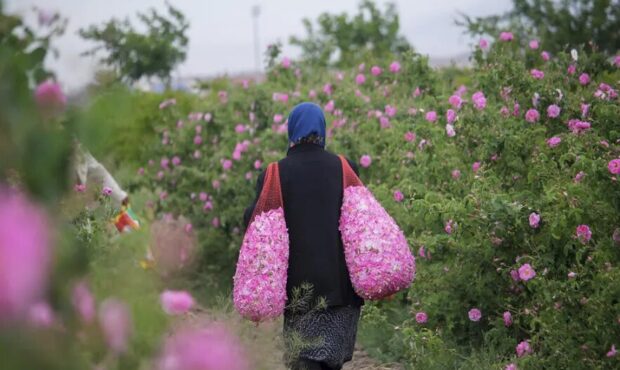 از گلاب‌گیری تا پرسه زدن در دشت‌های بهاری؛ اردیبهشت کجا برویم؟/ ۹ مقصد جذاب برای سفر یک‌روزه/ راهنمای سفرهای بهاری نزدیک تهران