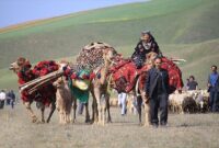 از «علف» تا یونسکو؛ این کوچ جهانی میشود از «علف» تا یونسکو؛ این کوچ جهانی میشود