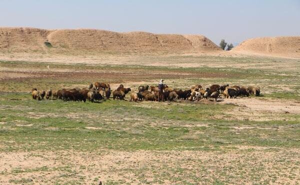 شبیخون به «دارابگرد»! + عکس