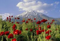 از یخچالهای در حال ذوب تا زباله؛ چالشهای امروز دماوند از یخچالهای در حال ذوب تا زباله؛ چالشهای امروز دماوند