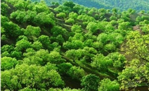 طبیعت بکر، بومگردی‌های نوپا و گردشگری سلامت؛ سه ضلع مثلث گردشگری ایلام