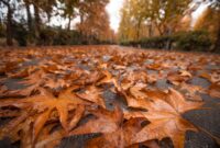 اگر عاشق پاییزید، این ۳ جای ایران را از دست ندهید اگر عاشق پاییزید، این ۳ جای ایران را از دست ندهید